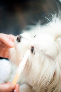 Glinka na zacieki – dla jasnych psów