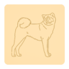 Akita inu 4