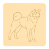 Akita inu 6