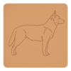 Australian cattle dog 2