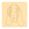 Basset 2