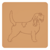 Basset gryfon wandejski 1