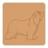 Bearded collie 1