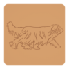 Bearded collie 2