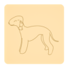 Bedlington terrier 5