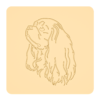 Cavalier King Charles spaniel 3