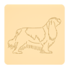 Cavalier King Charles spaniel 4