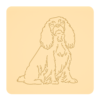Cavalier King Charles spaniel 5