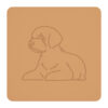 Lagotto romagnolo 2