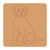 Lagotto romagnolo 3