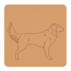 Nova Scotia duck tolling retriever 1