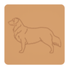 Nova Scotia duck tolling retriever 2