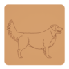Nova Scotia duck tolling retriever 3