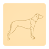Rhodesian ridgeback 2