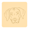 Rhodesian ridgeback 3