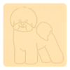Bichon frise 1