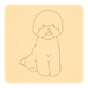 Bichon frise 3