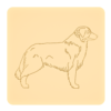 Border collie 11