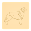 Border collie 1
