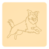 Border collie 2