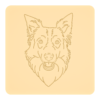 Border collie 5