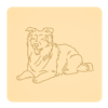 Border collie 6