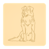 Border collie 8