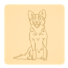 Border collie 9