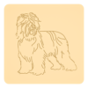 Briard 4