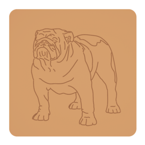Buldog angielski