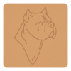 Cane corso 3