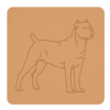 Cane corso 4