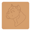 Cane corso 6
