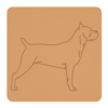 Cane corso 7