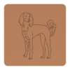 Saluki 1