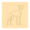 Whippet 1