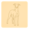 Whippet 2