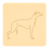 Whippet 3