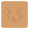 Chesapeake Bay retriever 1