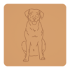 Chesapeake Bay retriever 2