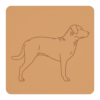 Chesapeake Bay retriever 3