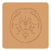 Chowchow 1