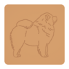 Chowchow 6