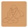 Cocker spaniel amerykański 2