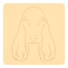 Cocker spaniel angielski 1