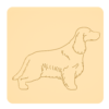 Cocker spaniel angielski 2