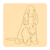 Cocker spaniel angielski 3