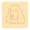 Cocker spaniel angielski 4
