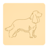 Cocker spaniel angielski 5