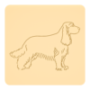 Cocker spaniel angielski 7